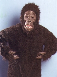 Bert the Gorilla