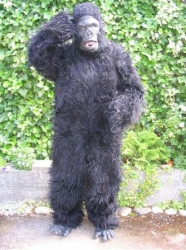 Bert the Gorilla